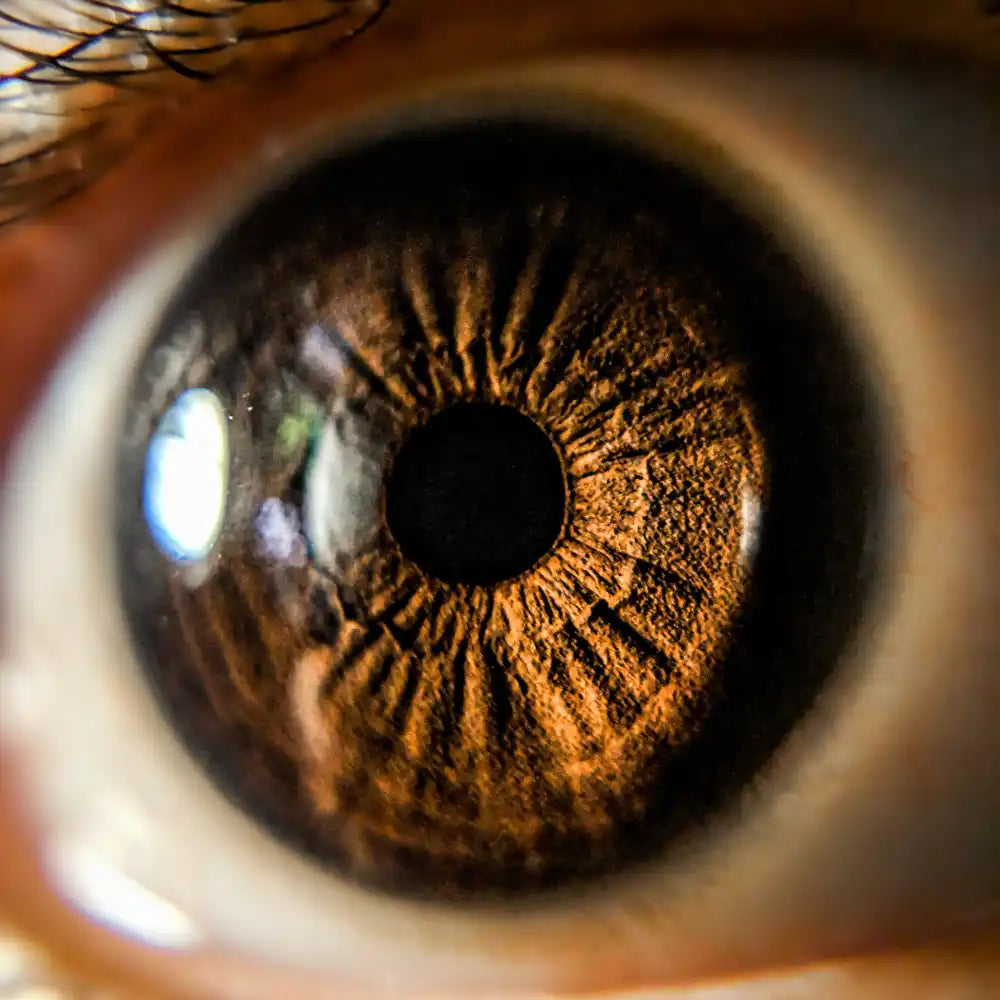 Detailed brown human eye.
