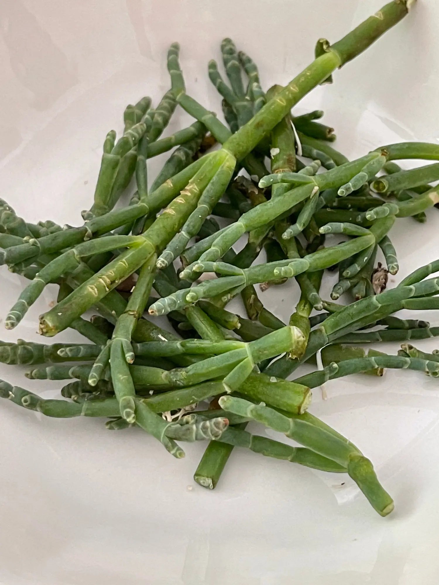 Sea Beans Another Kind Of Salt