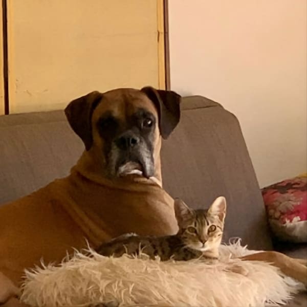 Harmonyum Healing for Pets - Service